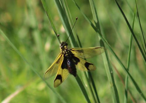Libelloides longicornis